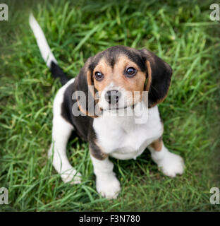 Baby beagle cucciolo di cane si siede su erba cercando fino alla fotocamera Foto Stock
