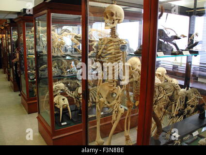 Esemplari zoologici visualizzati in cabine di vetro all'interno dell'Alfred Denny il Museo di Zoologia dell'Università di Sheffield, Regno Unito Foto Stock