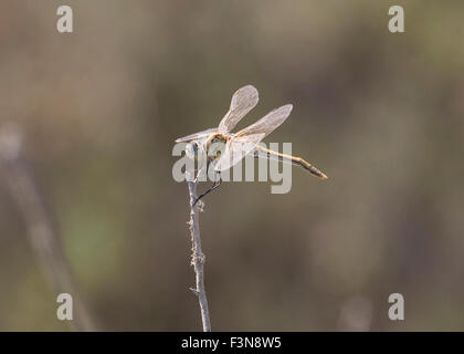 Una femmina la schiumarola meridionale (Orthetrum brunneum) dragonfly aluci su un ramoscello di Cipro Foto Stock