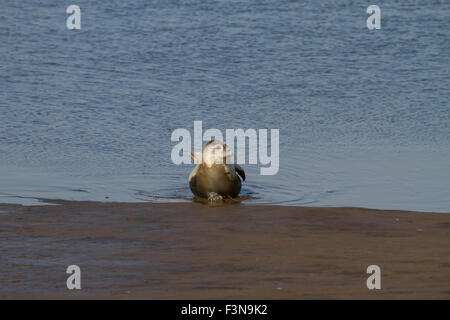 Guarnizione comune crogiolarsi in sun Foto Stock