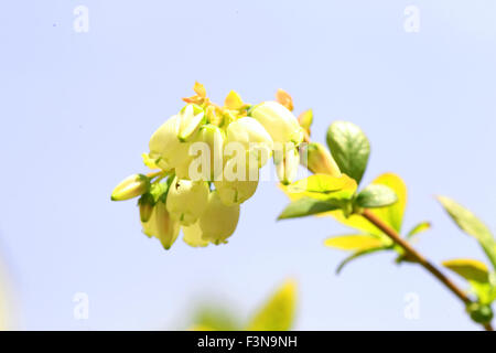 Mirtillo fiore in Giappone Foto Stock