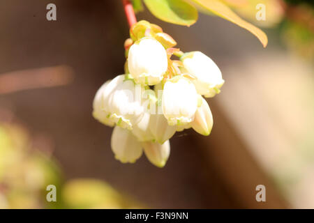 Mirtillo fiore in Giappone Foto Stock