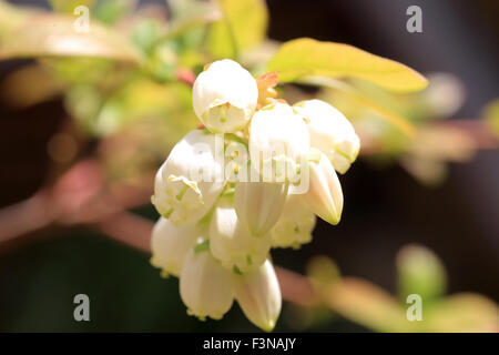 Mirtillo fiore in Giappone Foto Stock