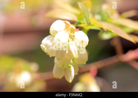 Mirtillo fiore in Giappone Foto Stock