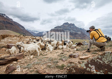 Natura animale fotografo in Himalaya montagne. Spiti valley, Himachal Pradesh, India Foto Stock