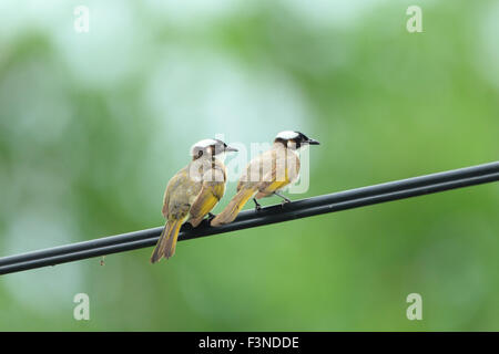 Luce-sfiatato Bulbul (Pycnonotus sinensis) in Taiwan Foto Stock