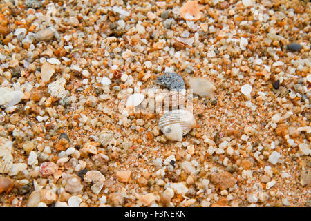 Conchiglie di mare sulla spiaggia di sabbia. Foto Stock