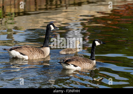 Oche del Canada con giovani gosling prole. Norfolk Broads England Regno Unito Foto Stock