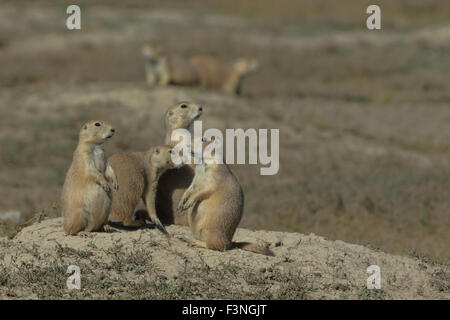 Prairie Dog (Cynomys ludovicianus), Parco nazionale Theodore Roosevelt Foto Stock