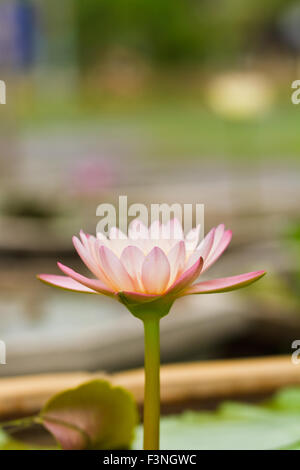 Viola acqua giglio close up Foto Stock
