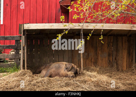 Lazy suino in fattoria in Virginia Foto Stock