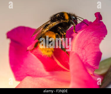 Macro close up di ape su rosa fiori di petunia Foto Stock