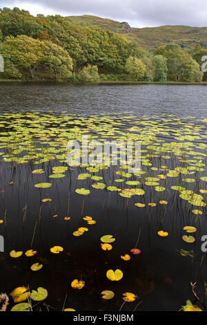 Water Lilies in autunno tempo su Llyn Tecwyn Isaf, Snowdonia National Park, North Wales UK Foto Stock