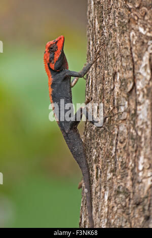 L'immagine della foresta ( Calotes Calotes rouxii )è stata presa nel parco nazionale di Sanjay Gandhi, Mumbai, India Foto Stock