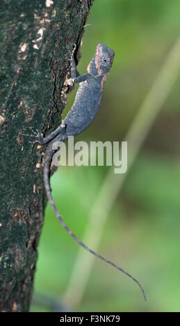 L'immagine della foresta ( Calotes Calotes rouxii )è stata presa nel parco nazionale di Sanjay Gandhi, Mumbai, India Foto Stock