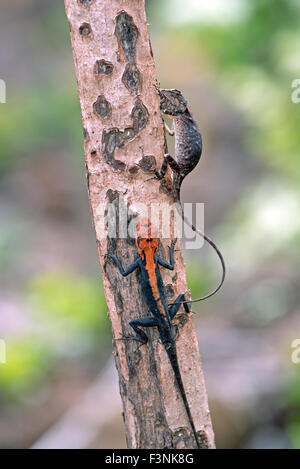 L'immagine della foresta ( Calotes Calotes rouxii )è stata presa nel parco nazionale di Sanjay Gandhi, Mumbai, India Foto Stock