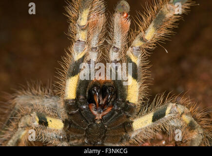 L'immagine di indiani ragno ornamentali ( Poecilotheria regalis ) è stato preso in Goa, India Foto Stock