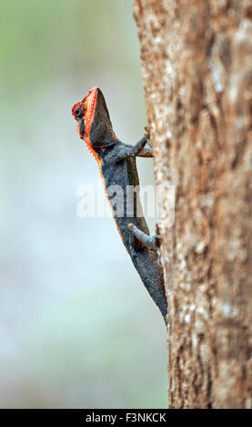 L'immagine della foresta ( Calotes Calotes rouxii )è stata presa nel parco nazionale di Sanjay Gandhi, Mumbai, India Foto Stock