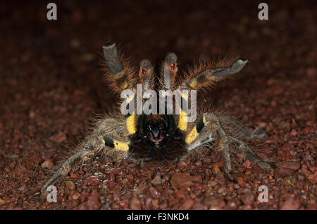 L'immagine di indiani ragno ornamentali ( Poecilotheria regalis ) è stato preso in Goa, India Foto Stock