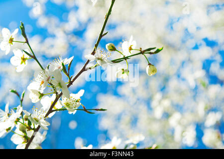 Bianco ciliegio in fiore molla contro il cielo blu. La natura dello sfondo. Foto Stock