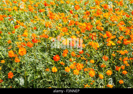 Cosmo giallo fiore in giardino Foto Stock