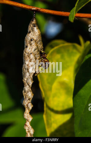 Wasp costruisce un nido Foto Stock