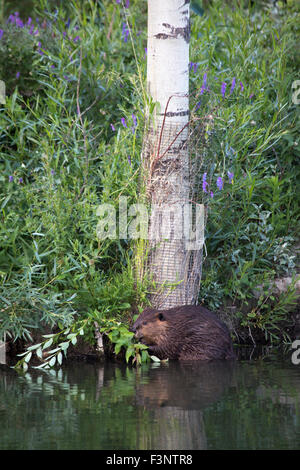 Beaver (Castor canadensis) che si nutre di arbusto accanto a un tremante albero di Aspen (populus tremuloides) avvolto in filo per la protezione Foto Stock