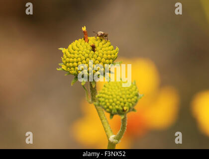 Gli insetti su un arbusto del deserto nella regione di Sabino canyon in Tucson, Arizona Foto Stock