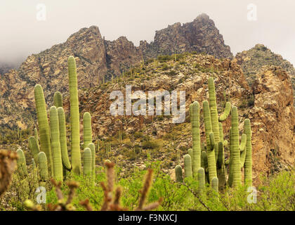 Il deserto nella regione di Sabino Canyon in Tucson, Arizona Foto Stock