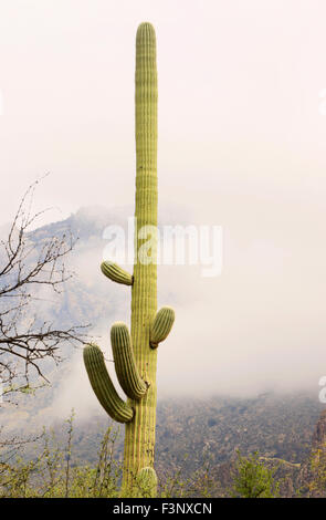 Cactus nella nebbia, Tucson, AZ Foto Stock