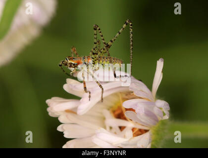 Katydid ninfa su un fiore Foto Stock