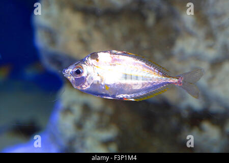 Ponyfish Spotnape (Nuchequula nuchalis) in Giappone Foto Stock