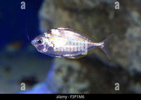 Ponyfish Spotnape (Nuchequula nuchalis) in Giappone Foto Stock