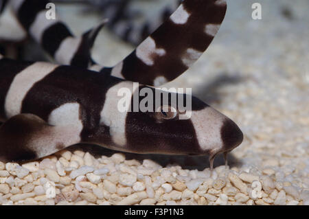 Brownbanded squalo Bamboo (Chiloscyllium punctatum) in Giappone Foto Stock