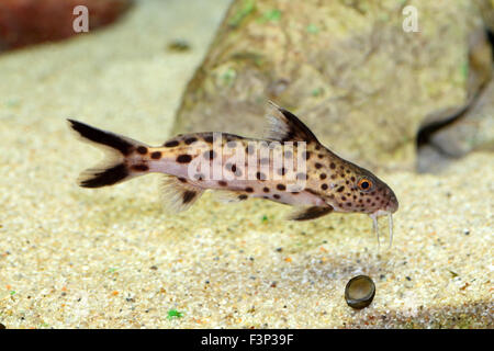 Il cuculo catfish (Synodontis multipunctatus) nel lago Tanganica Foto Stock