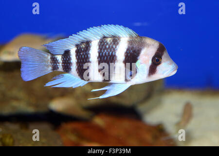 Cyphotilapia frontosa nel Lago Tanganica Foto Stock