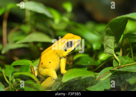 Golden poison frog (Phyllobates terribilis) Foto Stock