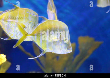 Ritratto di due nuoto silver look-down pompano pesci nel buio profondo acqua di mare Foto Stock