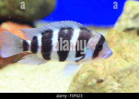 Cyphotilapia frontosa nel Lago Tanganica Foto Stock