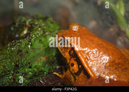 Falso rana pomodorro (Dyscophus guineti) Foto Stock