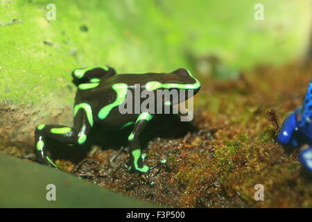 A tre strisce Poison Dart Frog (Epipedobates tricolore) Foto Stock