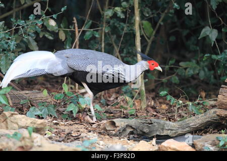 Kalij Fagiano (Lophura leucomelanos) maschio in Thailandia Foto Stock