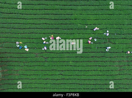 Pechino, Cina. Il 7 ottobre, 2015. Foto aerea presa il 7 ottobre, 2015 mostra gli agricoltori prelevare le foglie di tè a Juyuan villaggio di Quanzhou City, a sud-est della Cina di provincia del Fujian. © Zhang Jiuqiang/Xinhua/Alamy Live News Foto Stock