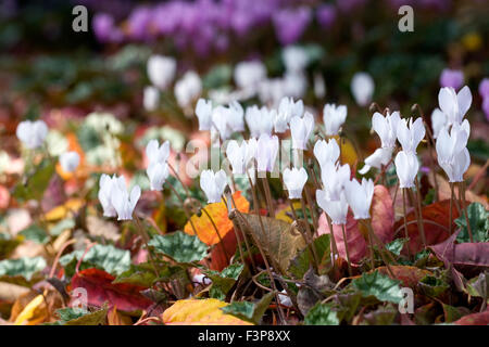 Bianco hederifolium ciclamino in autunno figliata di foglia. Foto Stock