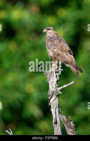 Comune poiana, appollaiato su un ramo, Campania, Italia (Buteo buteo) Foto Stock