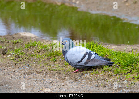 Rock Colomba Columba livia sulla terra accanto alla pozza Foto Stock