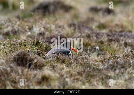 Eurasian Oystercatcher Haematopus ostralegus adulto in allevamento del piumaggio a brughiera nido con gocce di pioggia sulla sua schiena Foto Stock