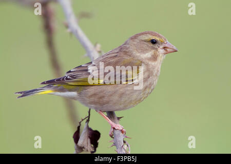 Unione verdone, Femmina appollaiato su un ramo, Campania, Italia (Carduelis chloris) Foto Stock