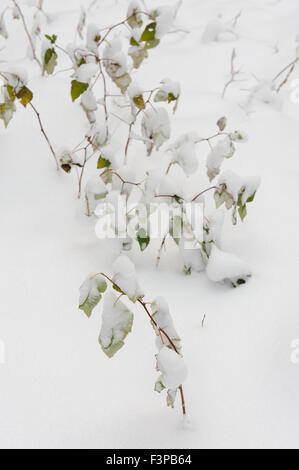 Lampone-boccole coperte dalla prima neve. Foto Stock