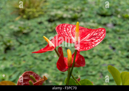 Primo piano della red anthurium fiori Foto Stock